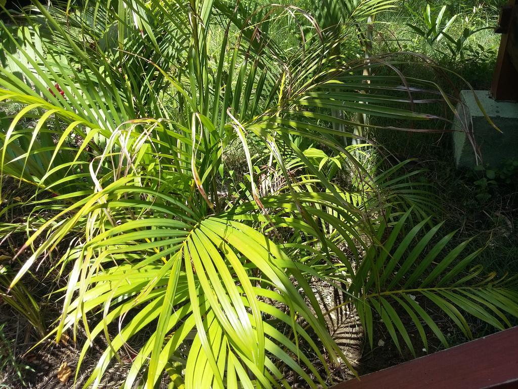 Kalinka Inn Gili Meno Esterno foto